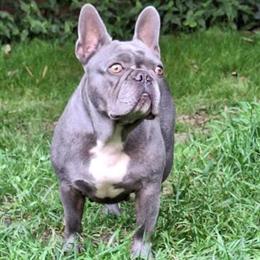 American Kennel Club Female Dog - 4 Years Old in Williamsburg, va