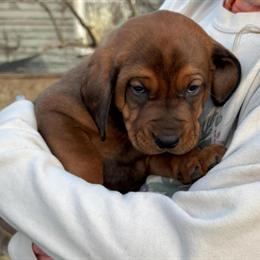 Labrador Retriever and Hound Mix Puppies Available in Grand Rapids, mi