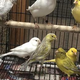 Canaries for Sale - Good Quality Birds in Los Angeles, ca