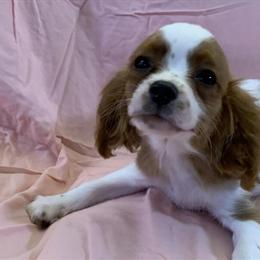 Cavalier King Charles Spaniel Puppies Ready for Loving Homes in Folsom, ca