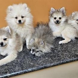 Pomeranian puppies available: cream and sable colors in Clarksville, tn