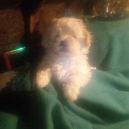 Toy Maltipoos for Adoption in Spokane, wa