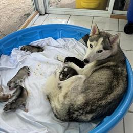 Siberian Huskies - 3 Days Old, Ready in 1.5 Months in Indianapolis, in