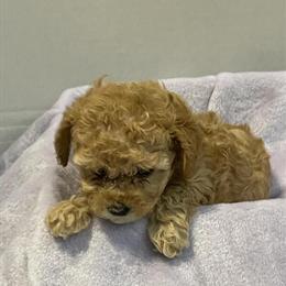 Female AKC Toy Poodles Available in Jensen Beach, fl