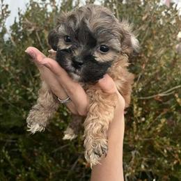 Shih Poo Puppies Ready for Forever Homes in South Boston, va
