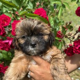 Shih Poo Puppies Ready for Their Forever Homes in South Boston, va