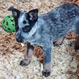 Blue Heeler Puppy Available in Findlay, oh