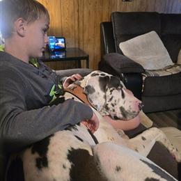 Great Dane Blue Harlequin Male Looking for a New Home in Bay City, mi