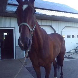 Standardbred Gelding - 7 Years Old, Dark Bay, Ready for Work in Omaha, ne