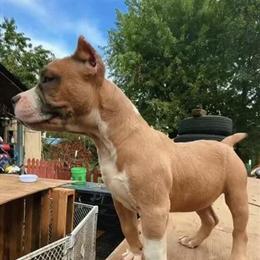 American Bully Puppies for Sale in Chicago, il