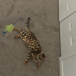 Female Bengal cat seeking male for breeding in Fraser, mi