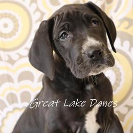 Great Dane Puppies Available - Black and Mantle in Allendale, mi