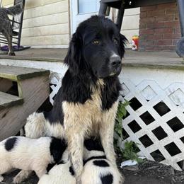 Newfoundland Puppies Available - 4 Girls and 2 Boys in Ashland, oh