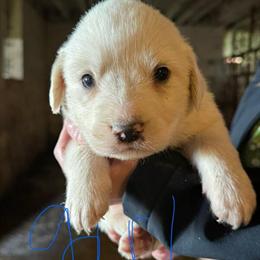 Bloodhound Puppies Available in Ashland, oh