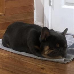 French Bulldog Stud Available for Breeding in Atlanta, ga