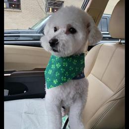 Bichon Frise Male, 3 Years Old, Playful and Sociable in Pittsburgh, pa