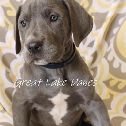 Blue Great Dane Female Puppy Available in Allendale, mi