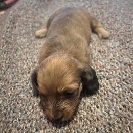 Miniature Dachshunds Available in San Bernardino, ca