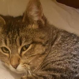 Female Cat Junior Looking for a Loving Home in Cedar Springs, mi