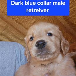 Golden Retriever Puppies Available in Waterloo, ia