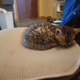 Purebred Bengal Kitten Available in Cedar Springs, mi