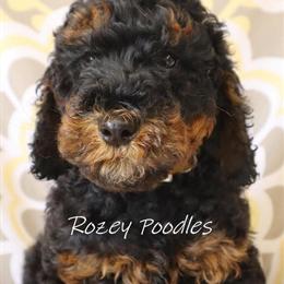 AKC Poodle Puppies - Moyen / Miniature Poodles Available in Allendale, mi
