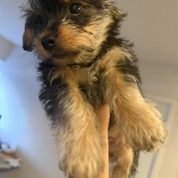 Shorkie Puppies for Sale - Born September 1, 2025 in Brooklyn, ny