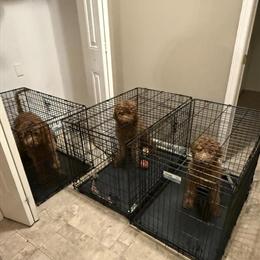 Goldendoodle Puppies F1B Teddy Bear in Red, Brown, and Tan in Warren, mi