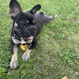 Playful 6-Month-Old French Bulldog Looking for a New Home in Chicago, il