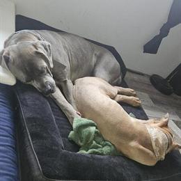 Cane Corso Female Available for Rehoming in Burton, mi