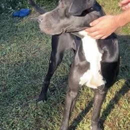 Great Danes Sisters Looking for a New Home in Lehigh Acres, fl