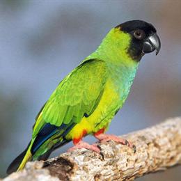 Nanday Conure Male Available in Jacksonville, FL in Jacksonville, fl