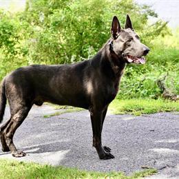 Dutch Shepherd Puppies from Imported K.N.P.V. Police Bloodline in Jacksonville, fl