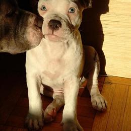 American Exotic Pocket Bully Puppies Available – Piebald, Lilac, Blue Eyes in New York, ny