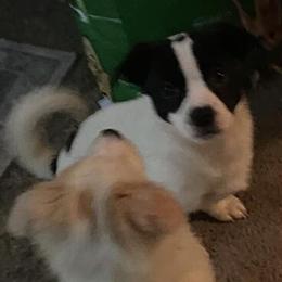 Shih Tzu Puppy Available for Adoption in West Bloomfield, mi