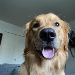 Golden Retriever Stud Available for Breeding in Lapeer, mi