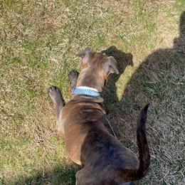 Cane Corso Seeking New Home in Mount Holly, nj