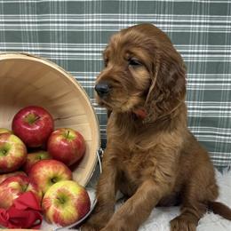 Female AKC Irish Setter Ready for New Home in Green Bay, wi