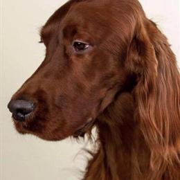 Female AKC Irish Setter Puppy from Health Tested Parents in Green Bay, wi