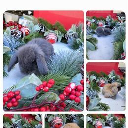 Holland Lops Available for Christmas Reservation in Riverside, ca