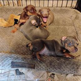 Registered Miniature Pinscher Puppies for Sale in Parkersburg, wv