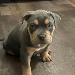 American Bully Puppies Available in Atlanta, ga