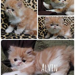 CFA Persian Kitten - Red Tabby and White Male in Quitman, ms