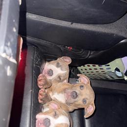 Olde English Bulldogge Puppies Available in Battle Creek, mi