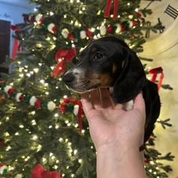 Mini Dachshund Puppies Ready for New Homes in Copperas Cove, tx