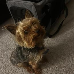 Yorkshire Terrier - Teddy, 3 Years Old, Friendly and Lovable in Chesapeake, va