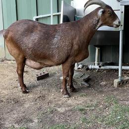 2 Male Goats for Adoption in Lansing, MI in Lansing, mi