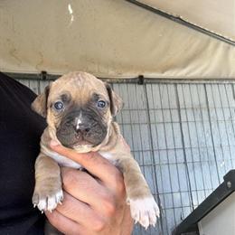 American Pit Bull Terrier Puppies in Pomona, ca