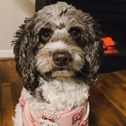 Cockadoodle - Sweet 3-Year-Old Female Dog in Fraser, mi