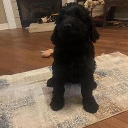 Goldendoodle Puppies Available in High Point, nc